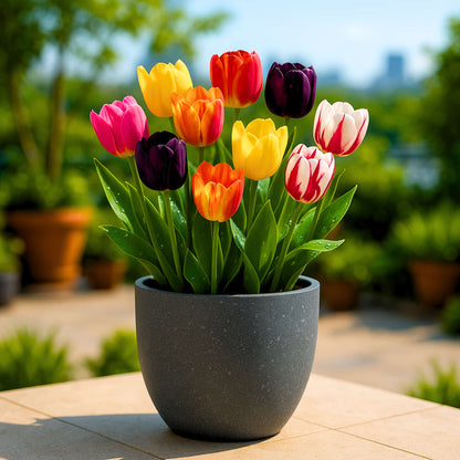 tulip potting mix Buy Best Quality Tulip Mixed Color Flower Bulbs Online
