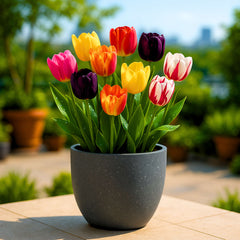 Tulip Mixed Color Flower Bulbs (05 bulbs)
