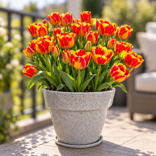 Tulip (Red And Yellow) Flower Bulbs