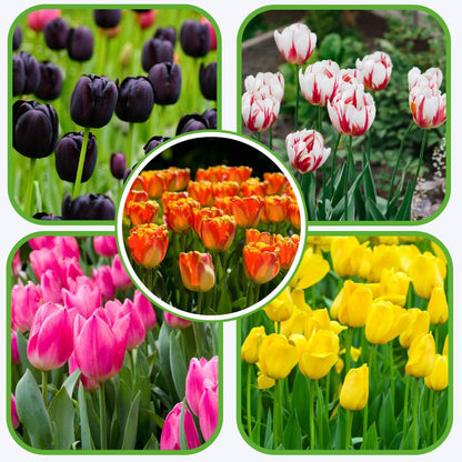 Tulip Mixed Color Flower Bulbs (05 bulbs)