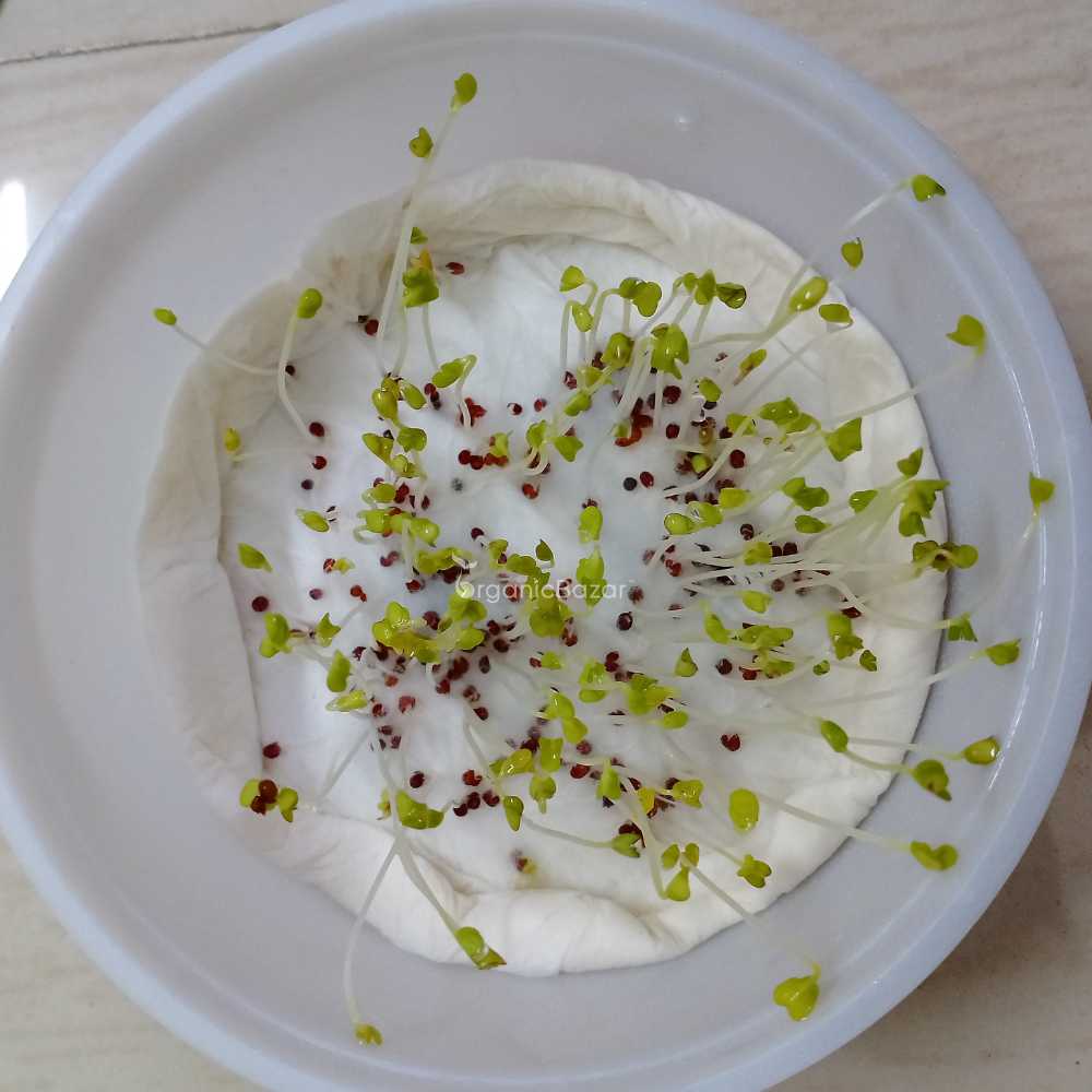 Turnip (Shaljam) Seeds - 200 Seeds (शलजम के बीज)