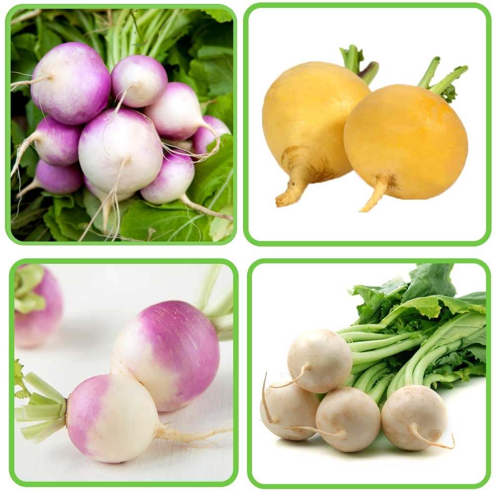 3 Different Color Turnip Seeds Combo Pack