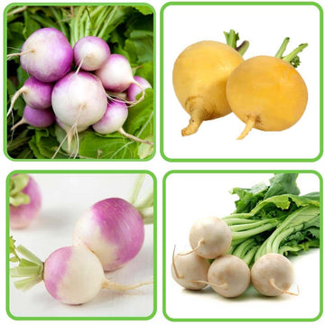 3 Different Color Turnip Seeds Combo Pack