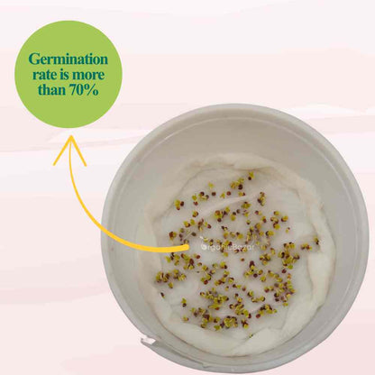 Turnip (Shaljam) Seeds - 200 Seeds (शलजम के बीज)