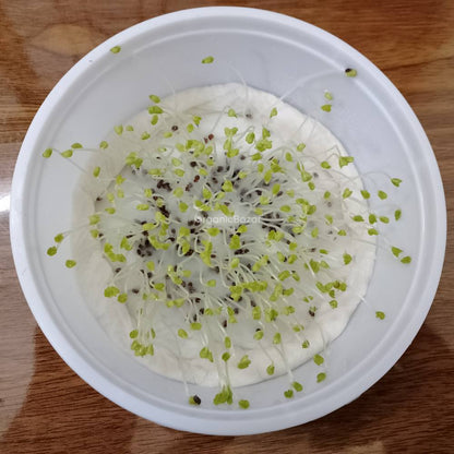 Turnip White Seeds For Home Gardening (White Shaljam/सफ़ेद शलजम के बीज)