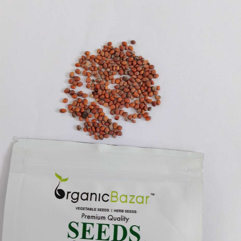 Untreated Radish White Long Seeds For Organic Gardening - 250 Seeds (Mooli/ मूली के बीज)