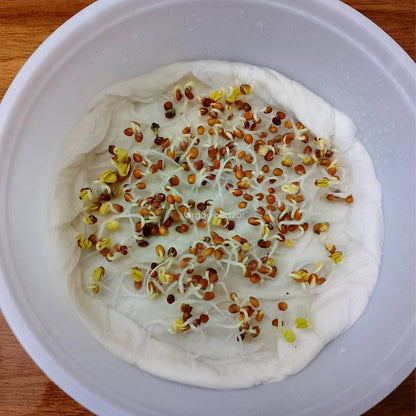 Untreated Radish White Long Seeds For Organic Gardening - 250 Seeds (Mooli/ मूली के बीज)