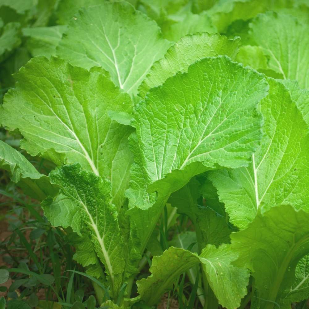 Mustard Green Seeds For Sarso Saag (साग वाली सरसों के बीज)