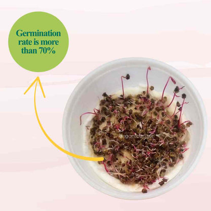 Untreated Beetroot (Chukandar) seeds For Organic Gardening - 200 Seeds (चुकंदर के बीज)