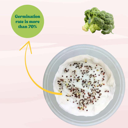 Untreated Broccoli Seeds For Organic Gardening - 150 Seeds (ब्रॉकली के बीज) High Germination /Easy to Grow/Ideal for Terrace/Kitchen Gardening