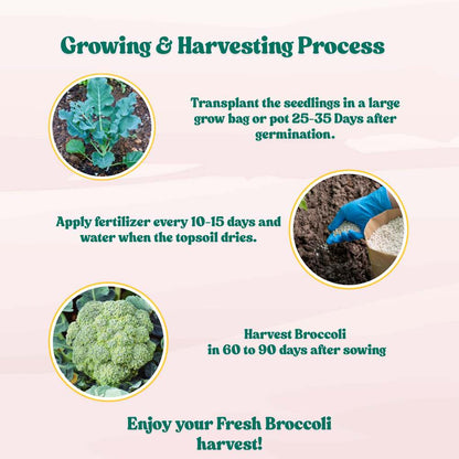 Untreated Broccoli Seeds For Organic Gardening - 150 Seeds (ब्रॉकली के बीज) High Germination /Easy to Grow/Ideal for Terrace/Kitchen Gardening
