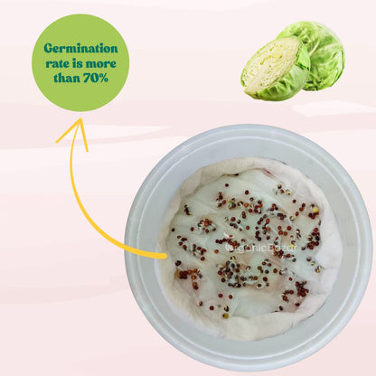 Untreated Cabbage Seeds For Organic Gardening - 200 Seeds (Patta Gobhi/ पत्ता गोभी के बीज) High Germination / Easy to Grow / Ideal for Terrace/Kitchen Gardening