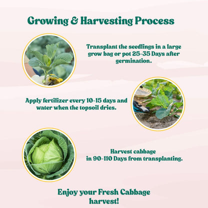 Untreated Cabbage Seeds For Organic Gardening - 200 Seeds (Patta Gobhi/ पत्ता गोभी के बीज) High Germination / Easy to Grow / Ideal for Terrace/Kitchen Gardening
