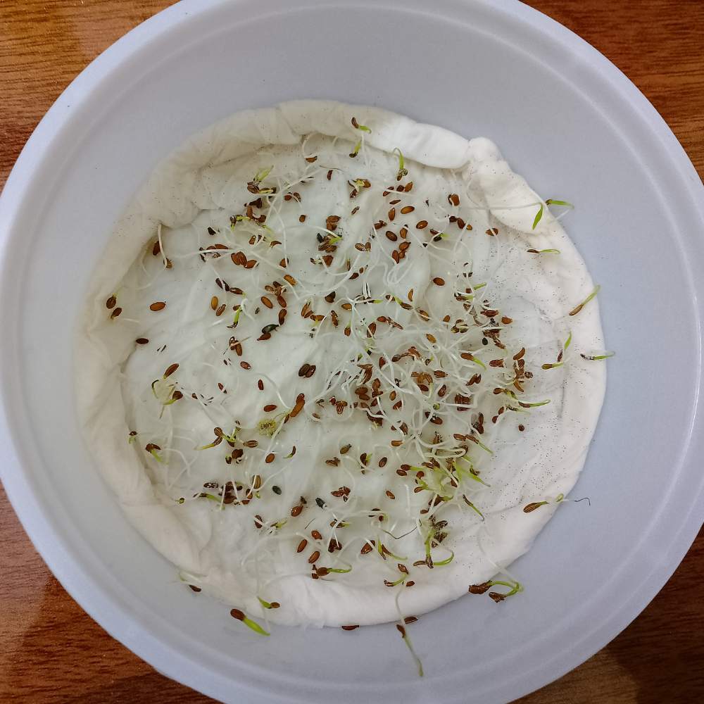 Untreated Carrot Orange Seeds For Organic Gardening - 1000 Seeds (Gajar/गाजर के बीज)