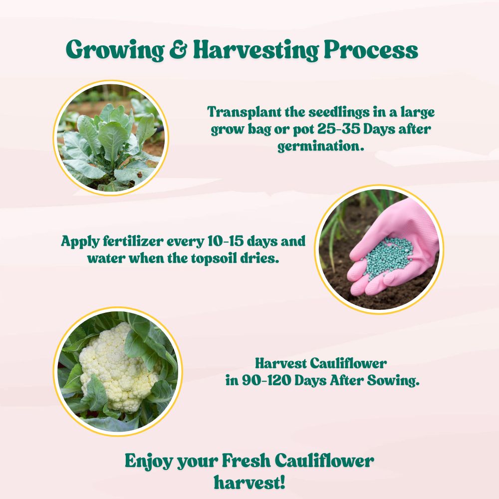 Untreated Cauliflower Seeds For Organic Gardening (200 Seeds) (Phool Gobhi/ फूल गोभी के बीज) High Germination /Easy to Grow/Ideal for Terrace/Kitchen Gardening