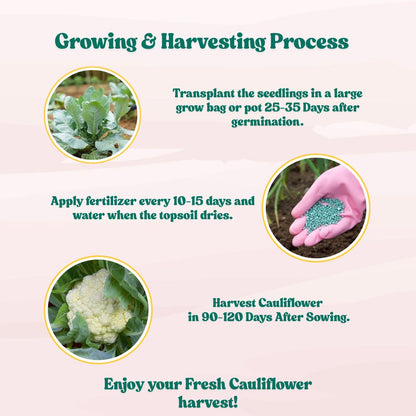 Untreated Cauliflower Seeds For Organic Gardening (200 Seeds) (Phool Gobhi/ फूल गोभी के बीज) High Germination /Easy to Grow/Ideal for Terrace/Kitchen Gardening