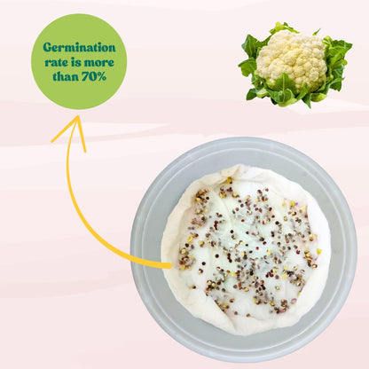 Untreated Cauliflower Seeds For Organic Gardening (200 Seeds) (Phool Gobhi/ फूल गोभी के बीज) High Germination /Easy to Grow/Ideal for Terrace/Kitchen Gardening