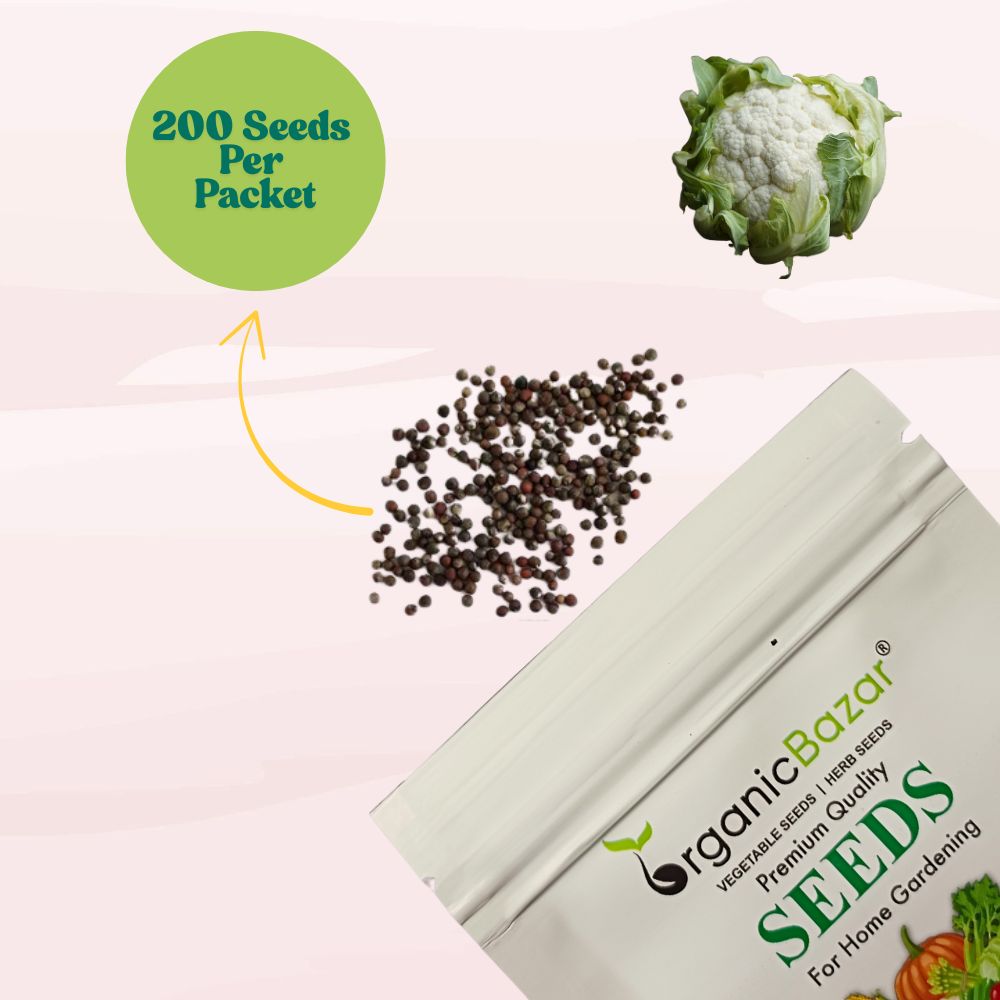 Untreated Cauliflower Seeds For Organic Gardening (200 Seeds) (Phool Gobhi/ फूल गोभी के बीज) High Germination /Easy to Grow/Ideal for Terrace/Kitchen Gardening