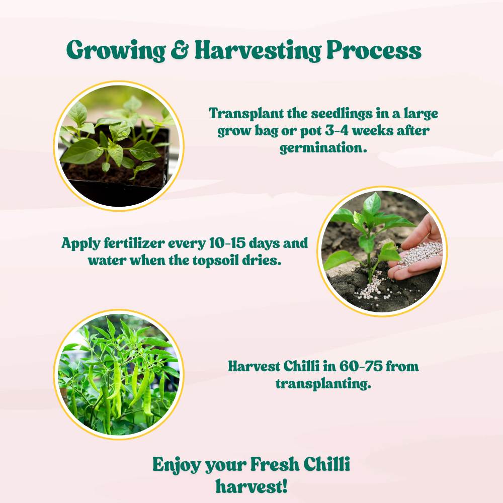 Untreated Chilli Seeds For Organic Gardening - 50 Seeds (Mirch/ मिर्च के बीज)