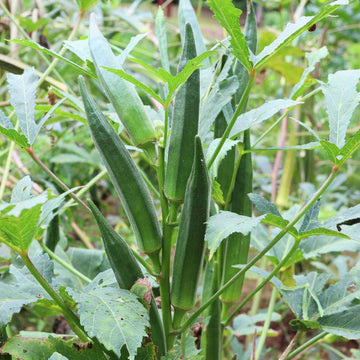 Untreated Okra or Lady Finger Seeds For Organic Gardening - 50 Seeds (Bhindi/ भिन्डी के बीज)