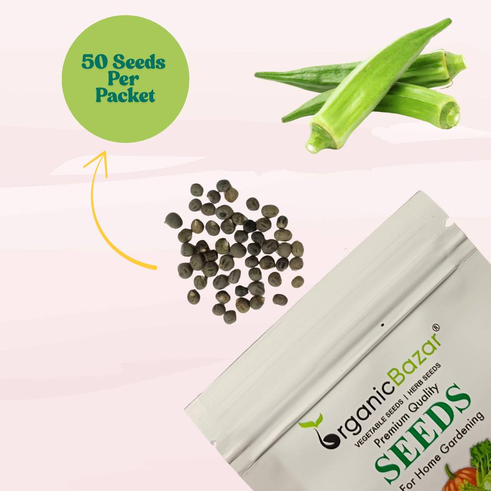 Untreated Okra or Lady Finger Seeds For Organic Gardening - 50 Seeds (Bhindi/ भिन्डी के बीज) Easy To grow, High Germination, High Yield Okra Seeds for Home Gardening