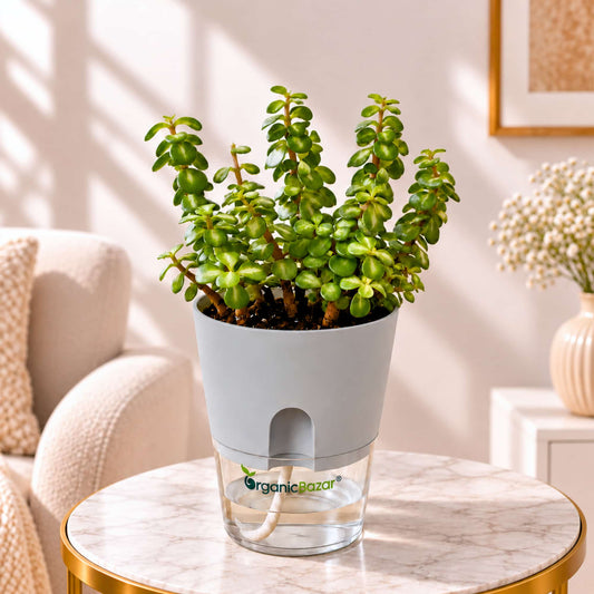 Variegated Jade Live Plant