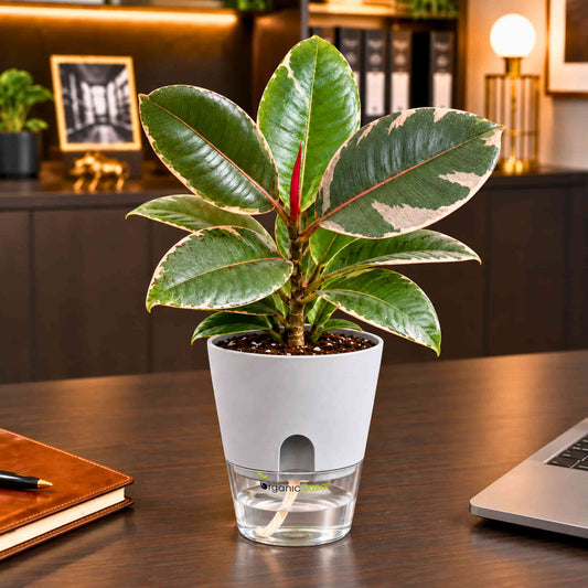 Variegated Rubber Plant (Ficus Ruby) Live Plant