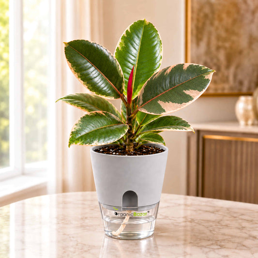 Variegated Rubber Plant (Ficus Ruby) Live Plant