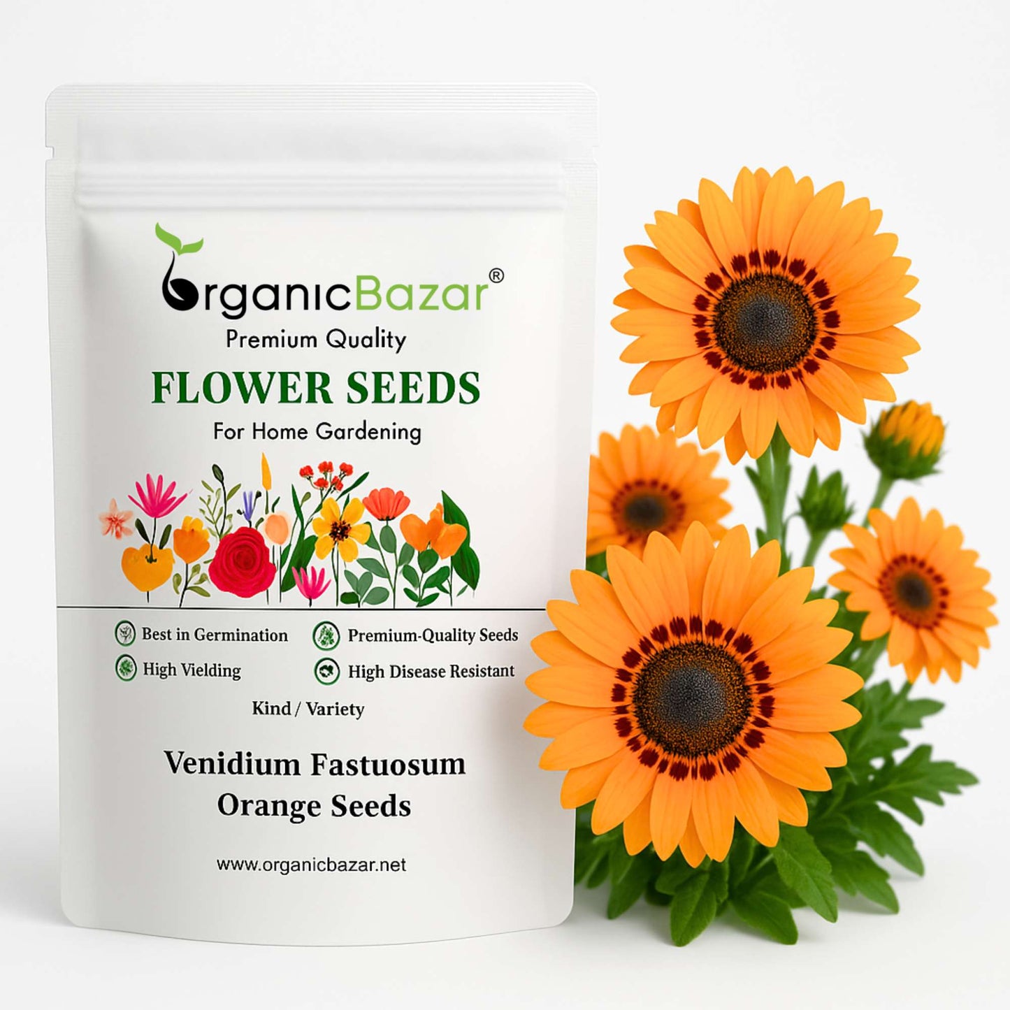 Venidium fastuosum Orange Seeds (200 Seeds) High Germination/ Easy To grow/ Perfect for pots, balconies, or Terrace gardens