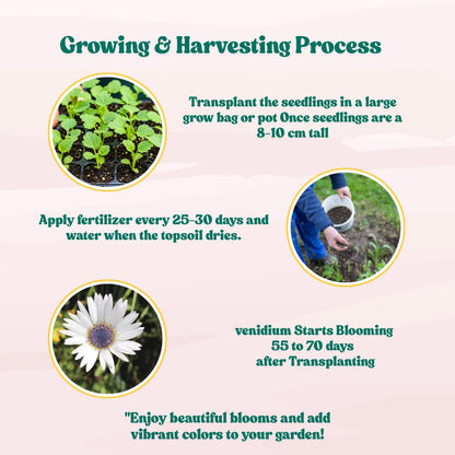 Venidium Fastuosum White Seeds (200 Seeds) High Germination/ Easy To grow/ Perfect for pots, balconies, or Terrace gardens