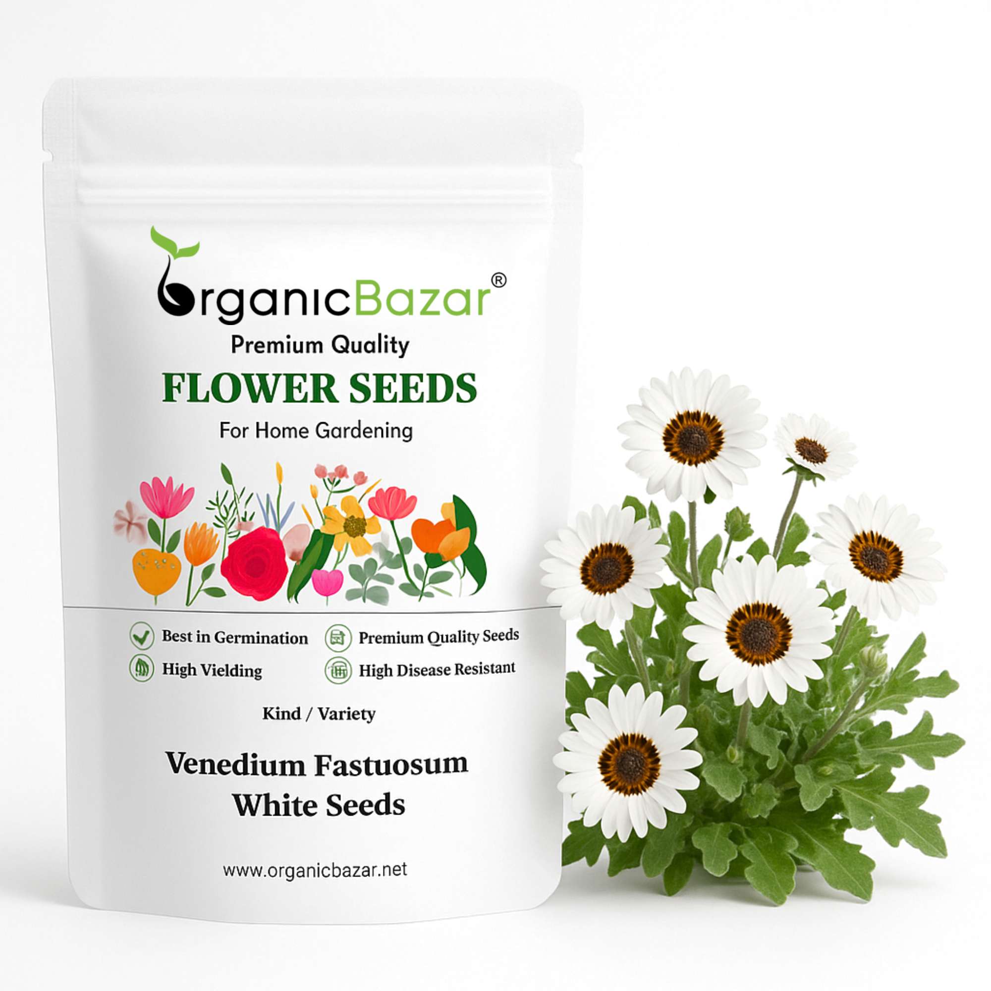 Venidium Fastuosum White Seeds (200 Seeds) High Germination/ Easy To grow/ Perfect for pots, balconies, or Terrace gardens