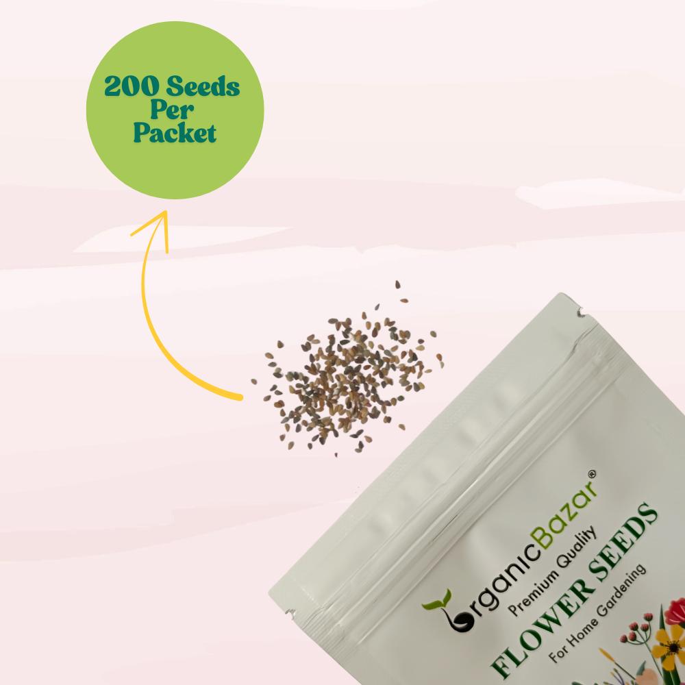 Venidium fastuosum Orange Seeds (200 Seeds) High Germination/ Easy To grow/ Perfect for pots, balconies, or Terrace gardens