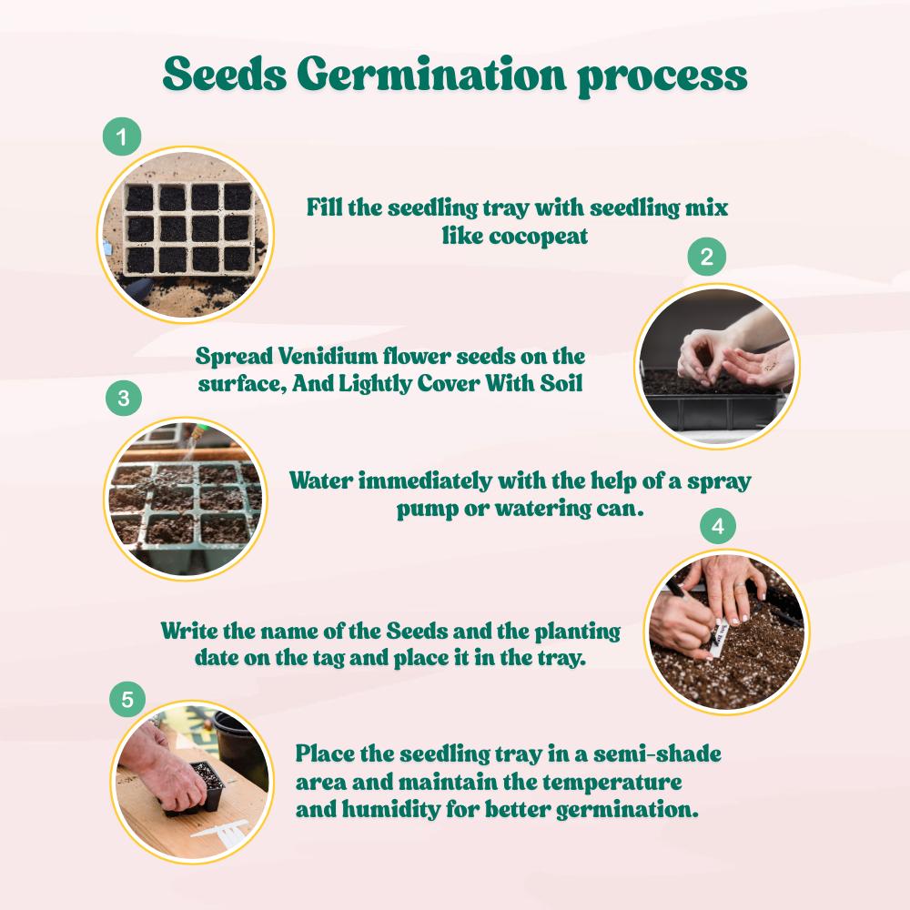 Venidium fastuosum Orange Seeds (200 Seeds) High Germination/ Easy To grow/ Perfect for pots, balconies, or Terrace gardens