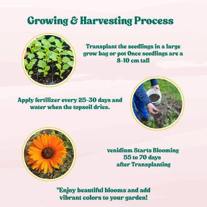 Venidium fastuosum Orange Seeds (200 Seeds) High Germination/ Easy To grow/ Perfect for pots, balconies, or Terrace gardens