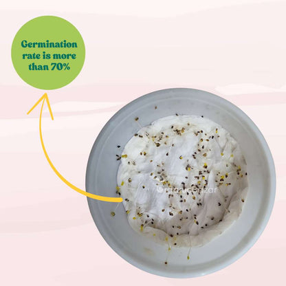 Venidium fastuosum Orange Seeds (200 Seeds) High Germination/ Easy To grow/ Perfect for pots, balconies, or Terrace gardens