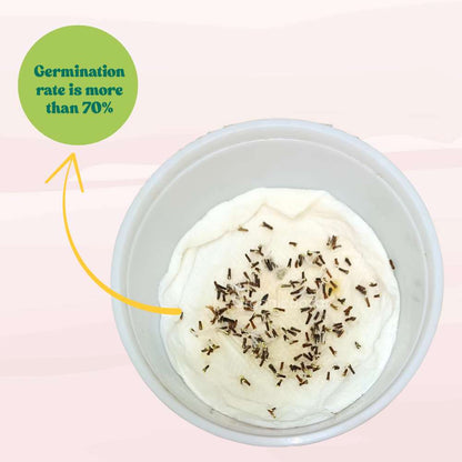 Verbena Ideal Florist Mix Seeds (200 Seeds) High Germination/ Easy To grow/ Perfect for pots, balconies, or Terrace gardens