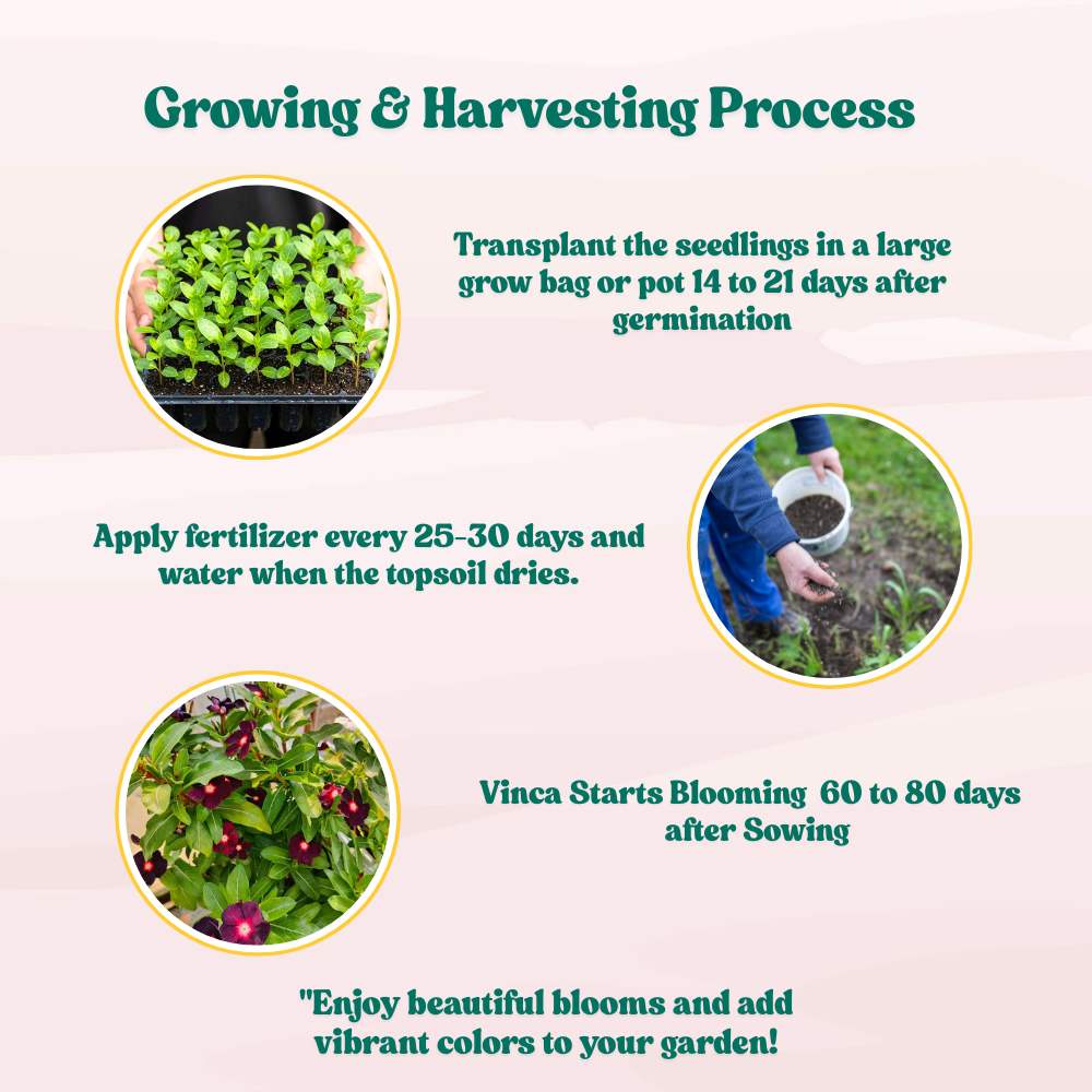 Vinca Black Hybrid Seeds - 25 Seeds (Black Periwinkle/ Sadabahar/सदाबहार के बीज) High Germination, Annual Flower Seeds for Terrace Gardening