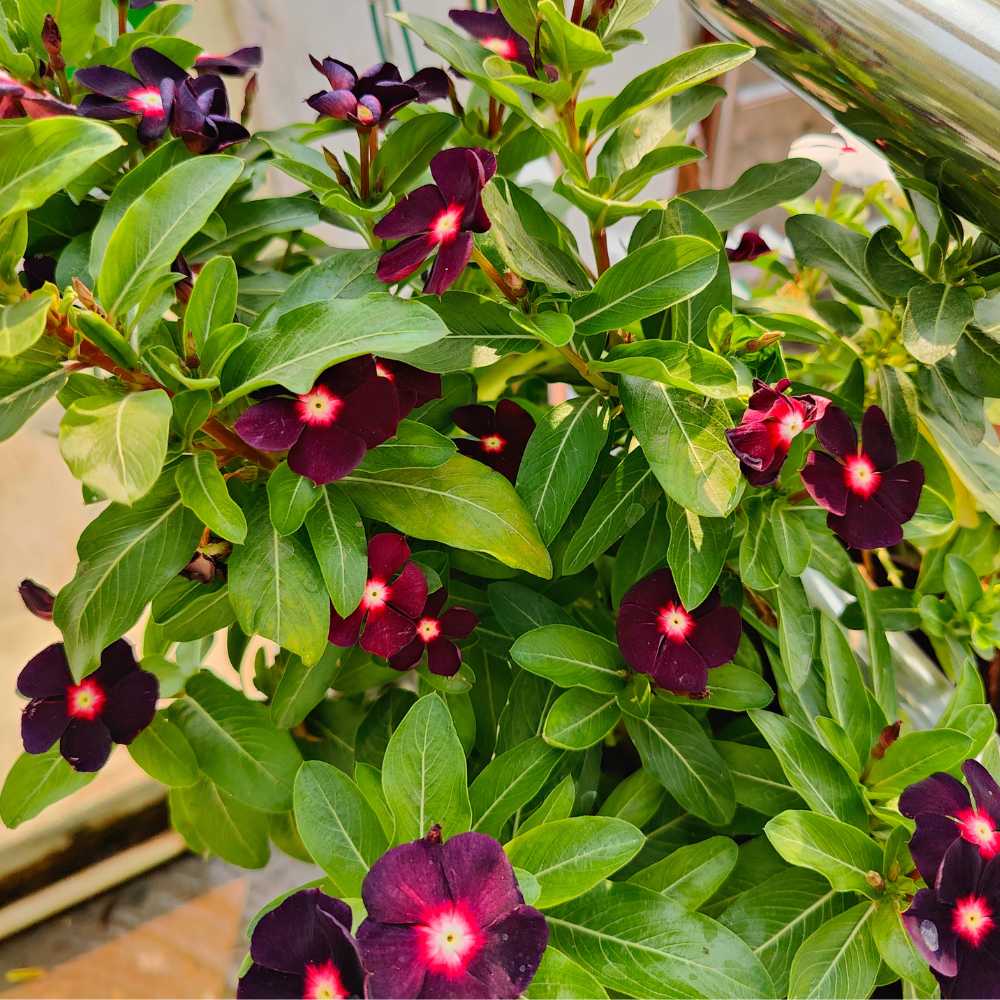 Vinca Black Hybrid Seeds - 25 Seeds (Black Periwinkle/ Sadabahar/सदाबहार के बीज) High Germination, Annual Flower Seeds for Terrace Gardening