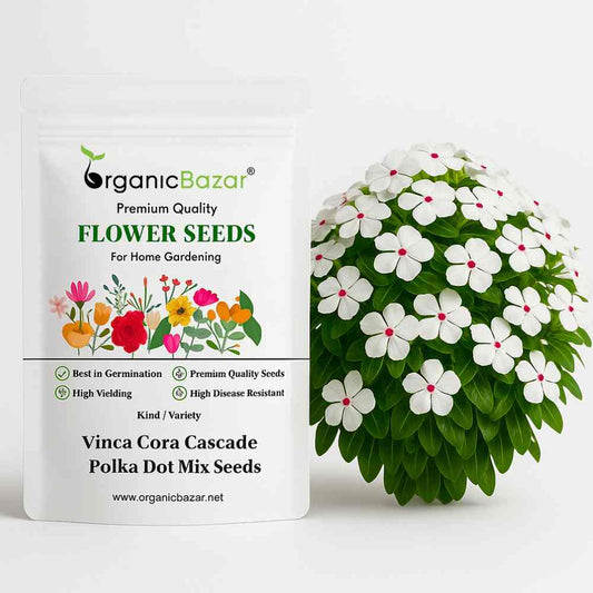 Vinca Cora Cascade Polka Dot Mix Seeds - 10 Seeds (Periwinkle/ Sadabahar/सदाबहार के बीज)