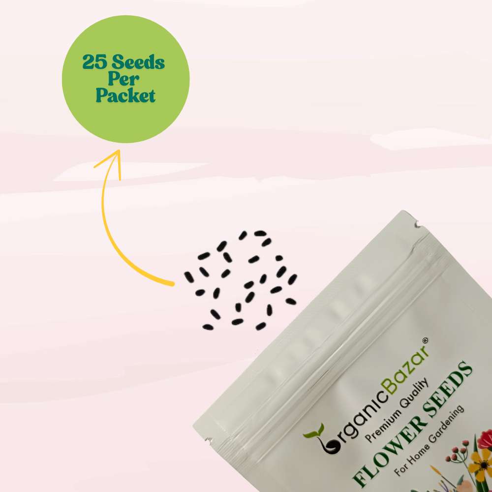 Vinca Pacifica XP Orange Seeds - 25 Seeds (Periwinkle/ Sadabahar/सदाबहार के बीज) High Germination, Annual Flower Seeds for Terrace Gardening