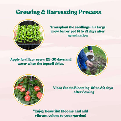 Vinca Pacifica XP Orange Seeds - 25 Seeds (Periwinkle/ Sadabahar/सदाबहार के बीज) High Germination, Annual Flower Seeds for Terrace Gardening