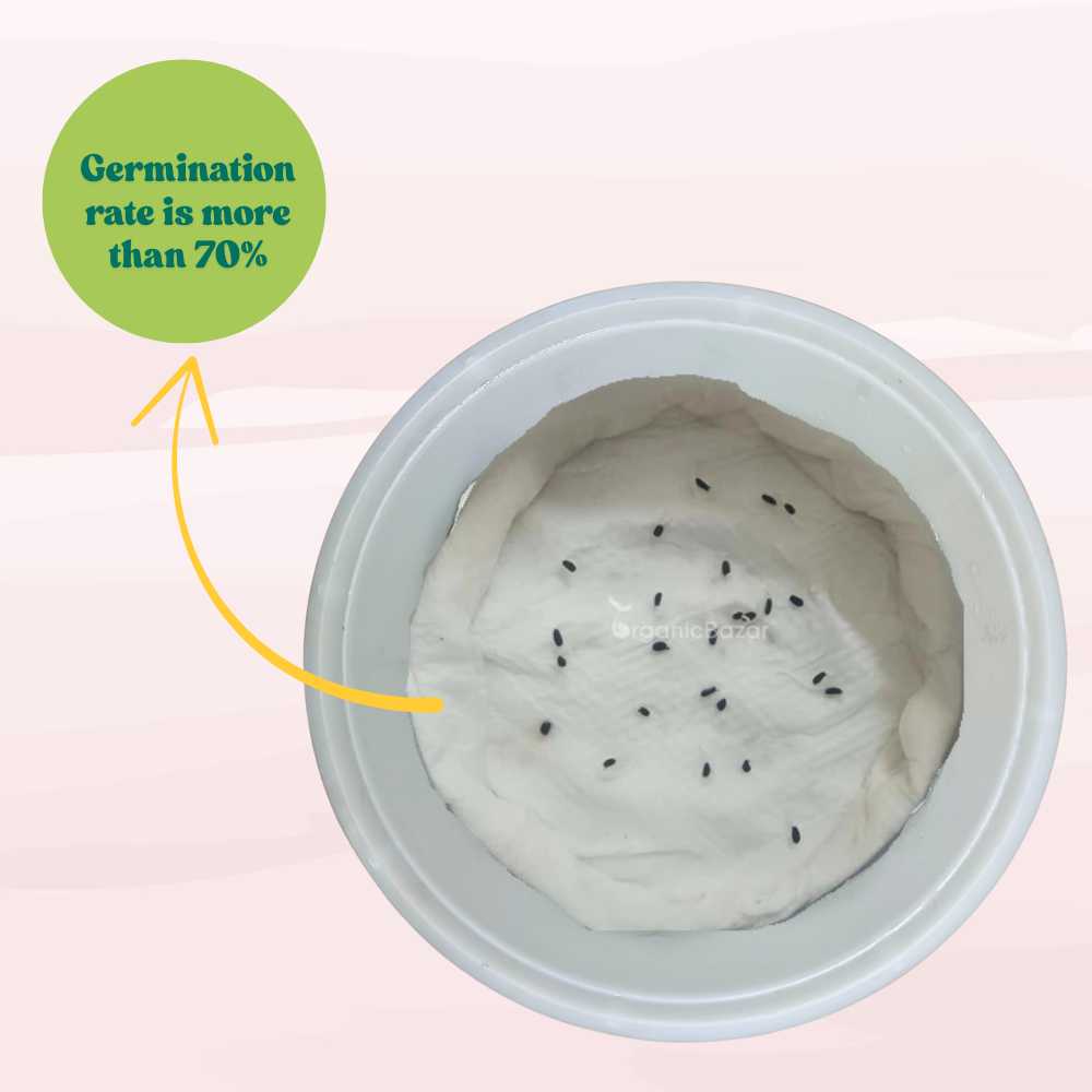 Vinca Pacifica XP White Seeds - 25 Seeds (Periwinkle/ Sadabahar/सदाबहार के बीज) High Germination, Annual Flower Seeds for Terrace Gardening