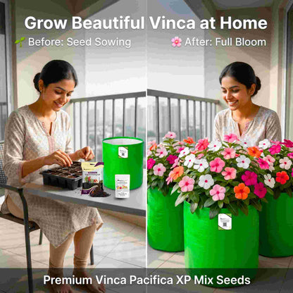 Vinca Pacifica XP Mix Seeds - 25 Seeds (Periwinkle/ Sadabahar/सदाबहार के बीज) High Germination, Annual Flower Seeds for Terrace Gardening