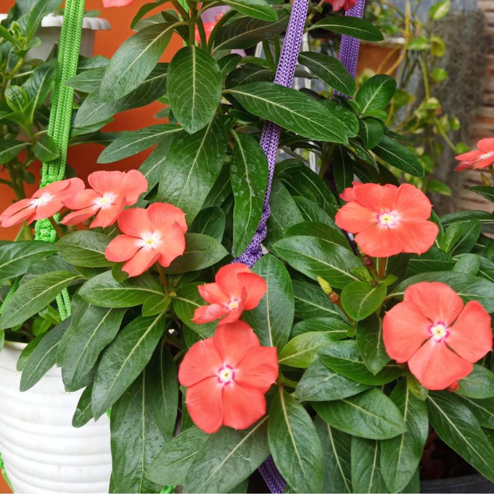 Vinca Pacifica XP Orange Seeds (Periwinkle/ Sadabahar/सदाबहार के बीज)