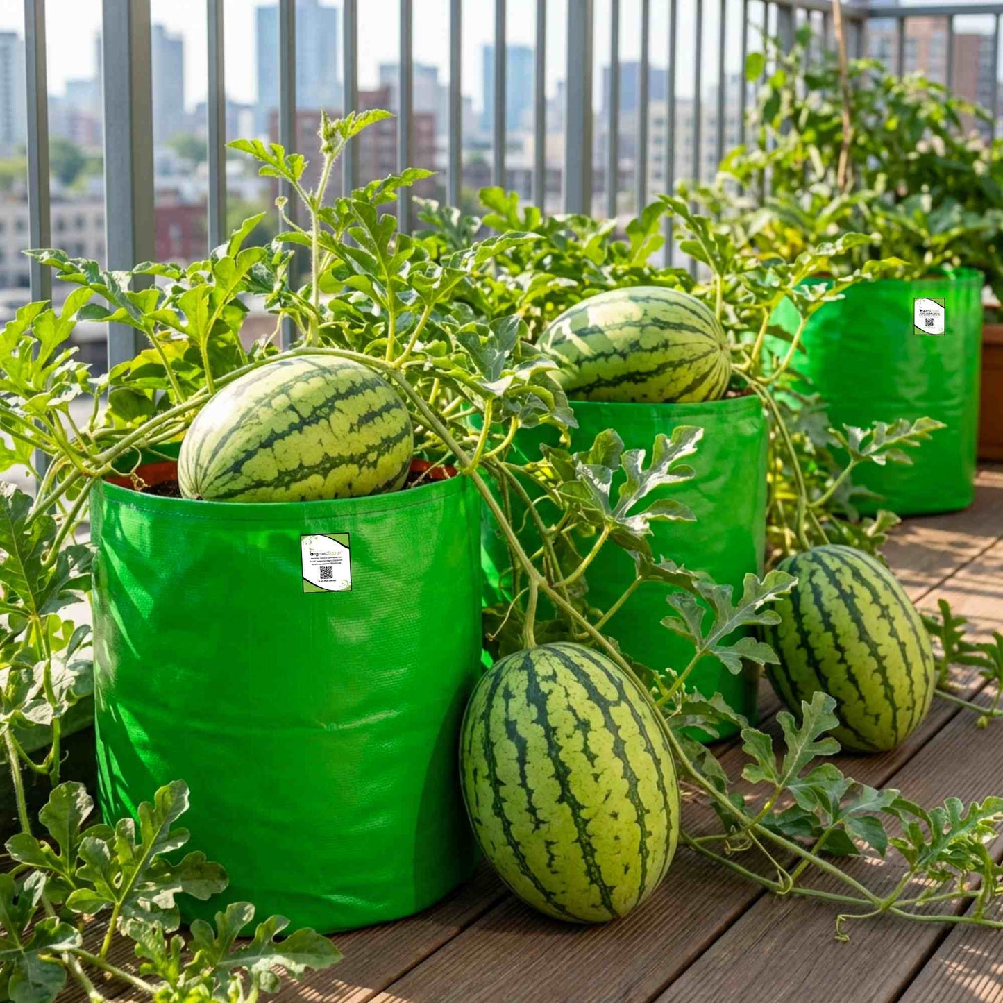 Watermelon Striped Oval Seeds - 12 Seeds (Tarbooj/तरबूज के बीज)