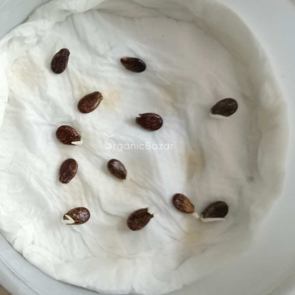 Watermelon Yellow Seeds - 12 Seeds (Pila Tarbooj/पीला तरबूज के बीज)