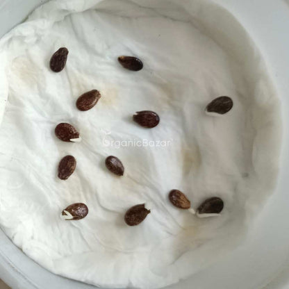 Watermelon Yellow Seeds - 12 Seeds (Pila Tarbooj/पीला तरबूज के बीज)