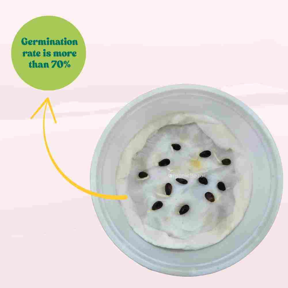 Watermelon Yellowish Red Seeds (12 Seeds) (Pila Tarbooj/पीला तरबूज के बीज)