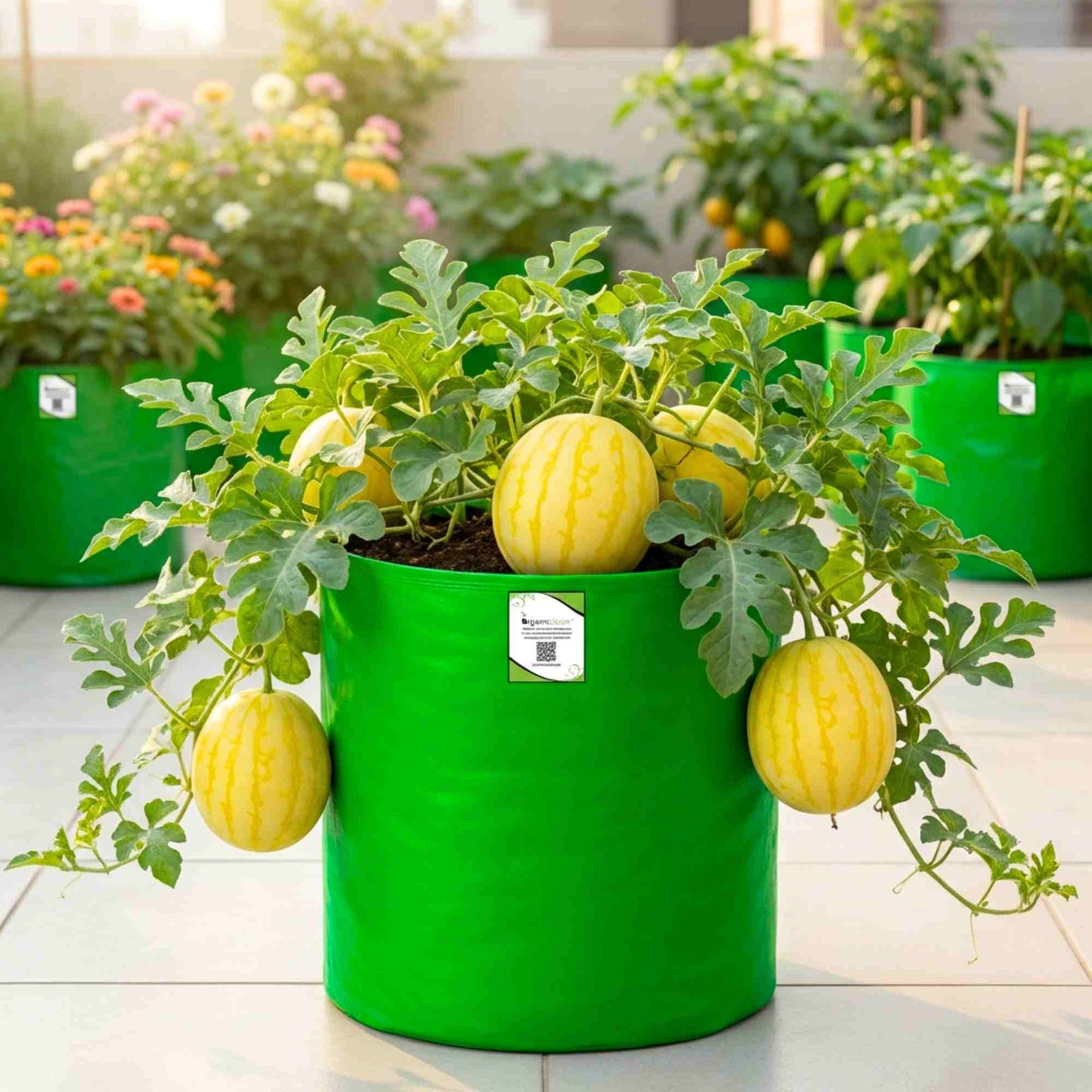 Watermelon Yellowish Red Seeds (12 Seeds) (Pila Tarbooj/पीला तरबूज के बीज)