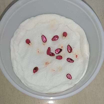 Watermelon Oval Dark Green Seeds - 12 Seeds(Tarbooj/तरबूज के बीज)